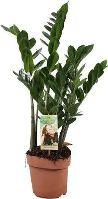 Image de Plante porte-bonheur Zamioculcas zamiifolia (plante ZZ) Ø17cm, hauteur 70cm