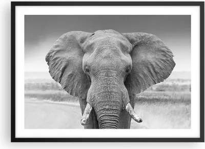 Produktbild von Gerahmtes Poster - Schwarzer Rahmen - Elefant Afrika Tier - 70x50 cm - Wand Bild - Wanddeko - Wandbilder - Kunstposter - Wandposter - Bilderrahmen - Bilder - Kunstdruck - P2BAA70x50-5072