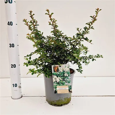 Image de Pyracantha 'Teton' - Pyracantha | 30-40 cm en pot