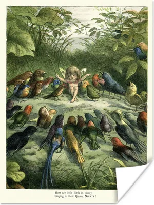 Produktbild von MuchoWow® Poster Antiker Vogeldruck Elf 90x120 cm - Wohnzimmer
