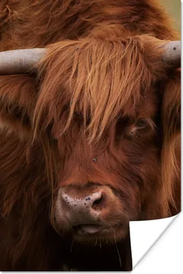 Produktbild von MuchoWow® Poster Schottischer Highlander - Orange - Tiere 80x120 cm - Papierdruck