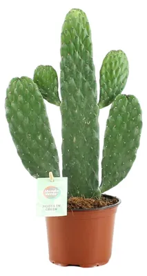 Zdjęcie produktu dla Opuntia Rubescens Consolea - 25-35cm - Ø12cm - Roślina doniczkowa - Zimozielony - Kaktusy i sukulenty