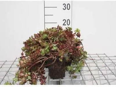 Obrázek produktu pro 6 x rozchodník ostruhový. 'Fuldaglut' - tučnolistý - květináč 9 x 9 cm