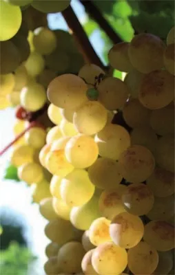 Produktbild von Vitis vinifera Weinrebe Decolor | weiße Weintraube | spätreifend