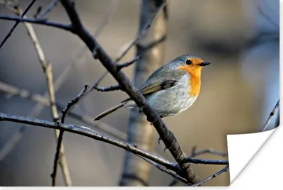 Produktbild von MuchoWow® Poster Rotkehlchen - Vogel - Zweige 180x120 cm - Fotoplakat
