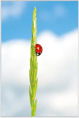 Produktbild von Wallario Wandbild Marienkäfer am Korn, Größe: 61 x 91,50 cm, Poster mit weißem Aluminiumrahmen