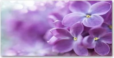 Produktbild von Tulup® Glas-Bild - 100x50 -Wandkunst - Wandbild hinter gehärtetem Sicherheitsglas  - Blumen & Pflanzen - Lila Blumen - Lila