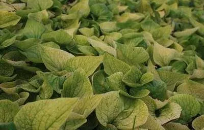 Productafbeelding van 6 x *Brunnera macrophylla* 'Dianes Gold' - Kaukasische vergeet-mij-niet - pot van 9 x 9 cm