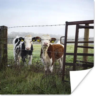 Produktbild von MuchoWow® Poster Kühe - Zaun - Friesland 75x75 cm - Wand Dekoration