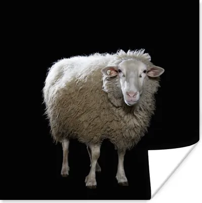 Produktbild von MuchoWow® Poster Schafe - Nutztiere - Schwarz 100x100 cm - Babyzimmer