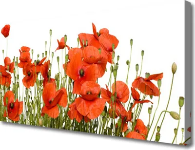 Produktbild von Tulup Leinwand-Bilder 100x50 Wandbild Canvas Kunstdruck Mohnblumen Pflanzen