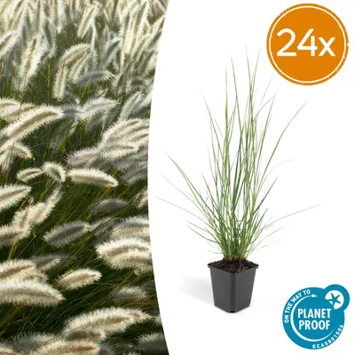 Image de Pennisetum alopecuroides 'Hameln' | 24 pièces - 10-25cm - Ø9cm - Plante de jardin