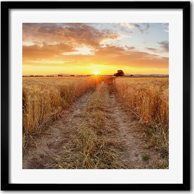 Produktbild von Bild - 50 cm x 50 cm - MDF - Rahmen, Wandkunst - Weizenfeld