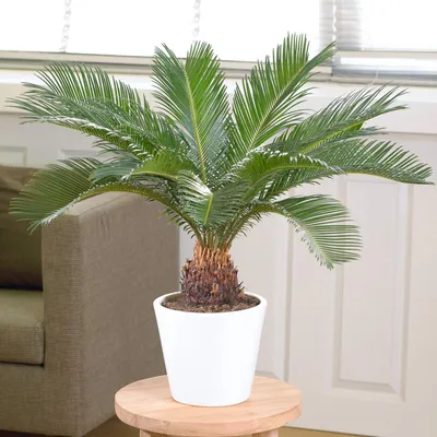 Productafbeelding van Cycas Revoluta Kamerplant 30-40 cm met Pot