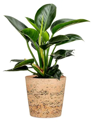 Produktbild von Cork Style, Blumentopf aus Keramik, Farbe: Cork, 19 cm Durchmesser, 15,2 cm hoch, 3,2 l Vol.