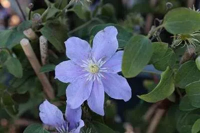 Produktbild von Clematis hybr. 'Justa' - Waldrebe ’Justa’ 50-60 cm | Topf