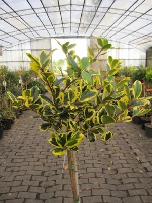 Produktbild von Ilex altaclerensis Golden King - Großblättrige Stechpalme - Hochstamm - 90