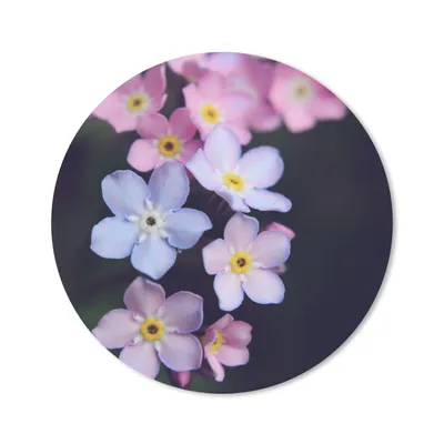 Produktbild von MuchoWow® Mauspad Mousepad Rosa Vergissmeinnicht 20x20 cm - Mousepads - Maus Mat - Pad - Mausunterlage - Schreibtischmatte