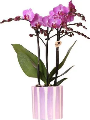 Image de Orchidée Phalaenopsis « Vienna » - Violet - avec pot « Painted Stripe » lilas