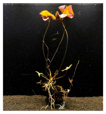 Produktbild von Rote Tigerlotus Knolle mit Blättern/Nymphaea lotus var. rubra - Pflegeleichte Aquarienpflanze