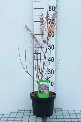 Produktbild von Tamarix ram. 'Pink Cascade' - Tamarikse 60- 80 cm - Container
