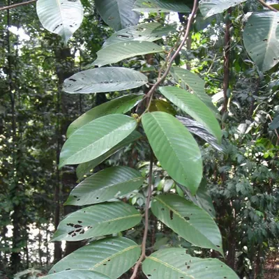 Immagine prodotto di Meranti rosso chiaro (Rubroshorea leprosula) - 1 seme non vitale