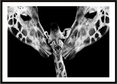 Image de Image Poster dans un cadre 33x43 cm Girafes P2257