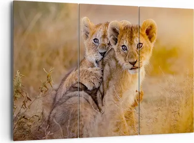 Produktbild von Bild auf Leinwand - Leinwandbild - Löwe Natur Tier - 165x110cm - Wand Bild - Wanddeko - Wandbilder - Leinwanddruck - Bilder - Kunstdruck - Wanddekoration - Leinwand bilder - Wandkunst - CE165x110-3480