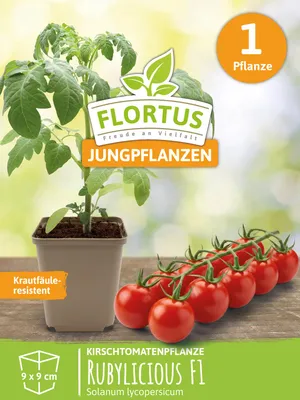 Artikelbild 5 von 'Kirschtomatenpflanze Rubylicious F1' aus der Kategorie Kirschtomatenpflanzen