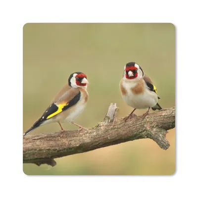 Produktbild von MuchoWow® Mauspad Mousepad Zwei kleine Stieglitze auf einem Baumast 30x30 cm - Mousepads - Maus Mat - Pad - Mausunterlage - Gaming