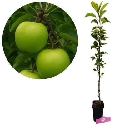 Immagine prodotto di Melo Malus domestica 'Granny Smith', vaso da 1,5 litri