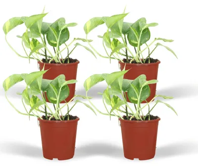 Produktbild von Epipremnum Aureum - Scindapsus | 4 Stück - 20cm - Ø12cm - Zimmerpflanze - Immergrün - Multideal