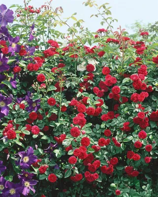 Zdjęcie produktu dla Rosa 'Chevy Chase', Kletterrose, gnijąca, pojemnik 5-7,5 litra