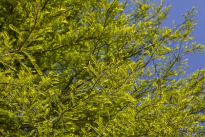 Produktbild von Taxodium distichum, Sumpfzypresse, 80–100 cm