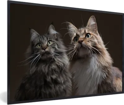 Produktbild von MuchoWow® Gerahmtes Poster Zwei süße Maine Coon Katzen 90x60 cm - Poster mit Schwarzem Bilderrahmen Wandposter Rahmen Foto Bilder - Fotorahmen - Foto-Plakat