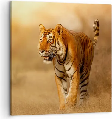 Produktbild von Bild auf Leinwand - Leinwandbild - tiger tier - 50x50cm - Wand Bild - Wanddeko - Wandbilder - Leinwanddruck - Bilder - Kunstdruck - Wanddekoration - Leinwand bilder - Wandkunst - AC50x50-3946