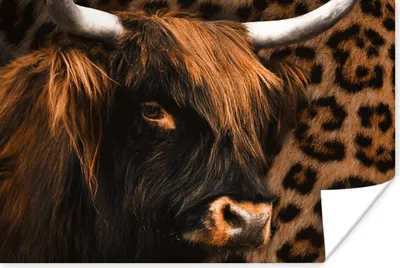 Produktbild von MuchoWow® Poster Pantherdruck - Schottischer Highlander - Design 90x60 cm - Schlafzimmer