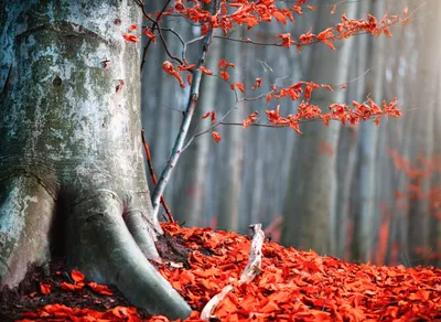 Produktbild von Papermoon VLIES Fototapete, Digitaldruck,  Alter Herbstbaum (774)