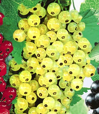 Produktbild von BALDUR Garten 1x Johannisbeere 'Goldgelbe Versailler', Pflanze 2 Liter-Topf, Ribes sativa, Johannisbeerstrauch, Beerenobst, winterhart, pflegeleicht, selbstfruchtend, essbare Früchte