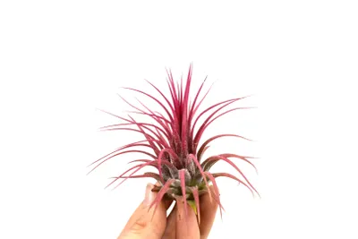 Produktbild von Fazinierende Pinnidae Muschel mit einer Tillandsie 1 er Set rosa
