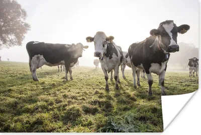 Produktbild von MuchoWow® Poster Kuh - Gras - Nebel 120x80 cm - Bilder