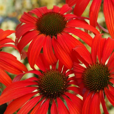 Produktbild von 6 x Scheinsonnenhut  - Echinacea purpurea 'Tomato Soup'  | Topf 9cm x 9cm