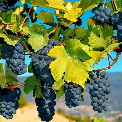 Immagine prodotto di Vite profumata Ania 2L