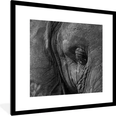 Produktbild von MuchoWow® Gerahmtes Poster Schwarz-weiße Nahaufnahme eines Elefanten 40x40 cm - Poster mit Schwarzem Bilderrahmen Wandposter Rahmen Foto Bilder - Poster - Plakat im Rahmen