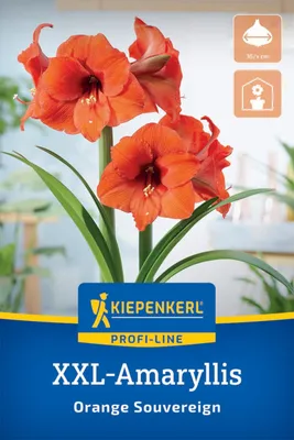 Produktbild von Kiepenkerl Amaryllis Orange Souvereign Hippeastrum hybrids 1 Zwiebel