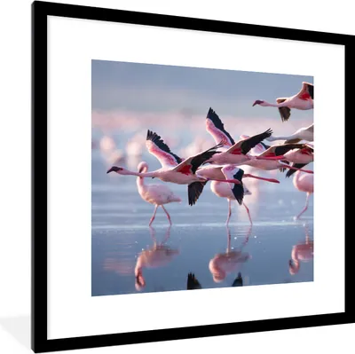 Produktbild von MuchoWow® Gerahmtes Poster Flamingo - Vogel - Wasser - Rosa 40x40 cm - Poster mit Schwarzem Bilderrahmen Wandposter Rahmen Foto Bilder - Poster - Plakat im Rahmen