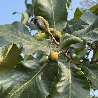 Obrázek produktu pro Kešu (Semecarpus anacardium)  – 3 naklíčené semena