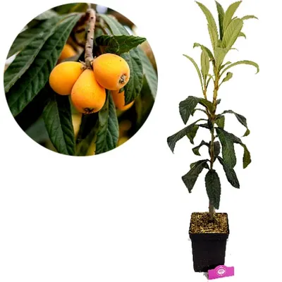 Produktbild von Eriobotrya japonica 'Tanaka', Japanische Mispel, Höhe 80 cm, 5-Liter-Topf