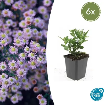 Immagine prodotto di Aster ageratoides 'Stardust' | 6 stuks - 10-25cm - Ø9cm - Pianta da giardino