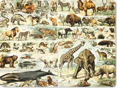 Produktbild von MuchoWow® Mauspad Mousepad Tiere - Giraffe - Bär 23x19 cm - Mousepads - Maus Mat - Pad - Mausunterlage - Schreibtischunterlage - Mauspad